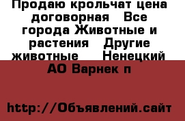 Продаю крольчат цена договорная - Все города Животные и растения » Другие животные   . Ненецкий АО,Варнек п.